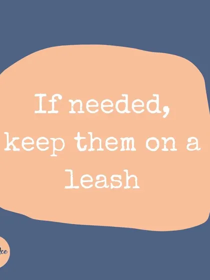 While your dog is learning, keeping them on a leash when visitors arrive gives you control and prevents them from practicing the jumping behavior. It's a great management tool.
