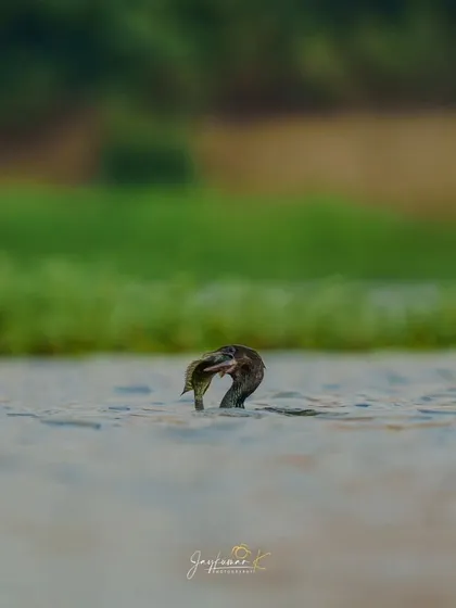 Duplicate of the cormorant positioning its catch, a moment of struggle and determination.