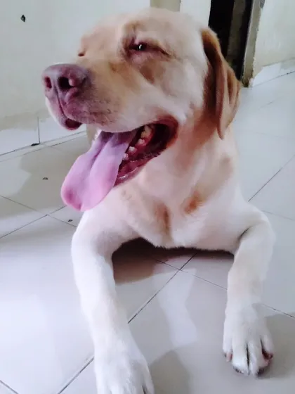 This is happy Simba, a lovely Labrador who stays with me. I make sure every dog gets lots of personal attention and belly rubs, so they always feel happy and loved during their stay.