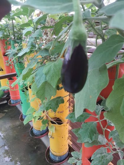 A perfect brinjal, grown in a vertical tower. A client sent this to me, and it shows how you can get excellent quality produce from a compact setup.