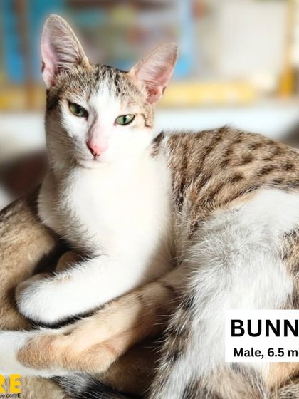 Charlie's Animal Rescue Centre - Animal Rescue & Adoption Ready for a Home: Adopt a Cat photo 7