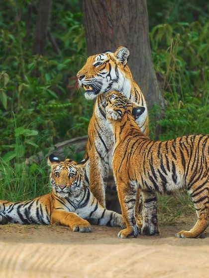 The Tiger's Realm: Portraits of India's Big Cats photo 8