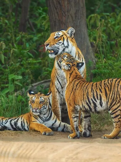 A tender moment between Parwali, a tigress from Jim Corbett National Park, and her cubs. A mother's love is a universal language, and my photography aims to capture these gentle interactions that are fundamental to survival.