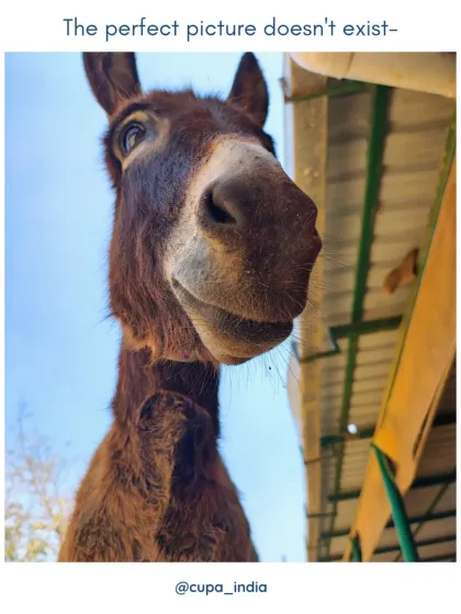 Cupa - Large Animal Sanctuary & Rehabilitation A Day in the Life: Our Forever Ghar photo 6