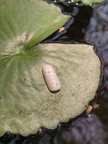 Nude nails with intricate floral detailing. This is perfect for someone who likes it subtle yet classy and unique.