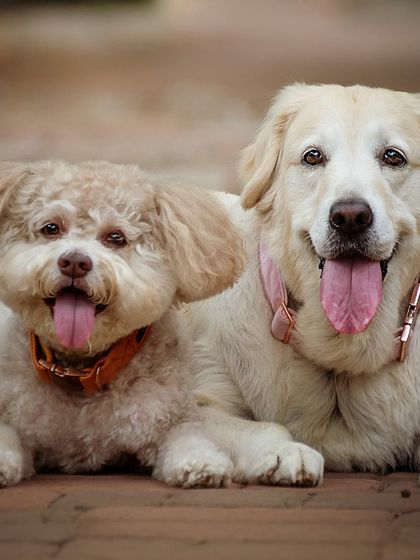 A duplicate of the happy duo.