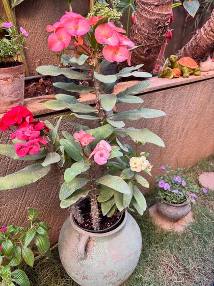 A colorful Crown of Thorns plant in a rustic pot. This hardy plant produces beautiful flowers year-round and is a great choice for adding a pop of color to any sunny garden spot.