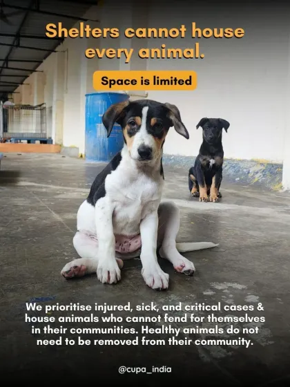 Cupa - Pet Adoption, Fostering & Sponsorship The Hard Truth: Advocacy & Responsible Pet Ownership photo 6