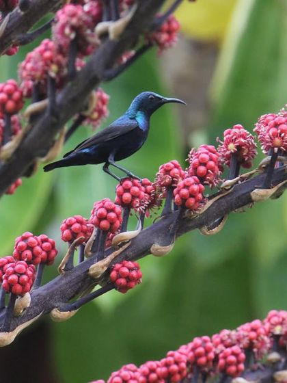 A beautiful sunbird perches on a flowering branch. For bird lovers, our retreat is a paradise, offering moments of connection with nature's vibrant inhabitants.