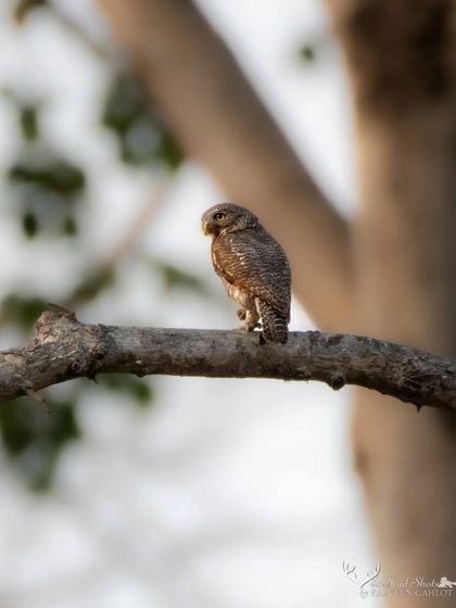 A tiny Jungle Owlet perched on a branch in Rajaji National Park.