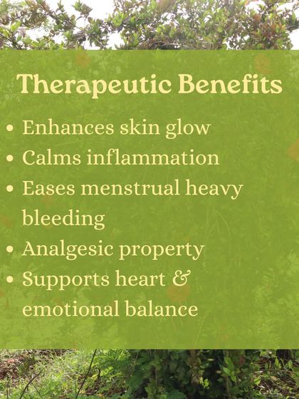 The beautiful Hibiscus flower is more than just decoration. We explore its Ayurvedic profile and how to use its leaves and flowers for home remedies, from hair masks to teas for hormonal support.