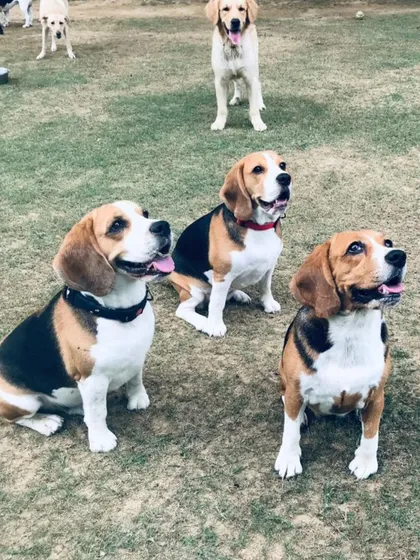 Beagles assemble. This pack of curious Beagles is ready for action, with a photobomb from a Golden Retriever in the back.