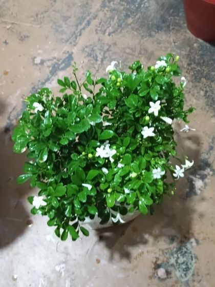 This is a flowering Murraya paniculata, or "miniature jasmine". It produces small, fragrant white flowers and is a great choice for a compact, fragrant shrub.