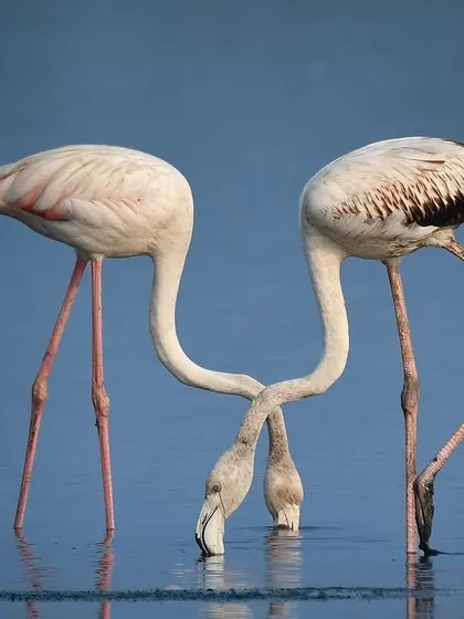 Synchronicity. Two Greater Flamingos create a heart shape with their necks as they feed. It's a lucky, beautiful moment that looks almost choreographed.