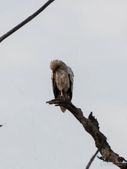 An Egyptian Vulture preening its feathers on a dead branch.
