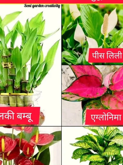 A collection of some of the most popular indoor plants. This includes Lucky Bamboo, Peace Lily, Aglaonema, Anthurium, and Dieffenbachia, all known for their beauty and air-purifying qualities.