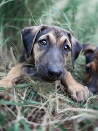 Animal Rescue & Advocacy Photography