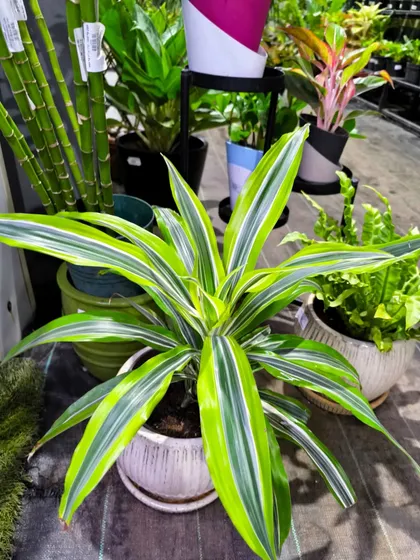 The Dracaena Lemon Lime is a stunning foliage plant with bright green and yellow stripes. It adds life, color, and a breath of fresh air to any space.