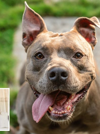 A close-up of Millie the Pitbull's happy face. Her joyful expression is universal, captured during a beautiful session in Alibaug.