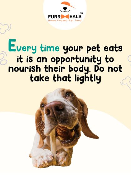 This is my core belief: every time your pet eats, it is an opportunity to nourish their body. Choosing fresh, wholesome food is one of the most important decisions you can make for their health.