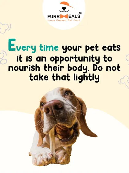 This extensive library of educational content covers everything a pet parent needs to know, from the benefits of turmeric and moringa to tips for hydration, sleep, dental health, and raising a new puppy.