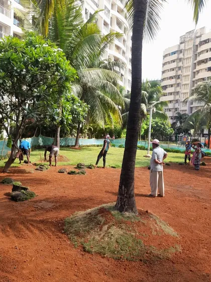 The process of laying the turf begins. My team carefully places each section of grass on the prepared red soil.