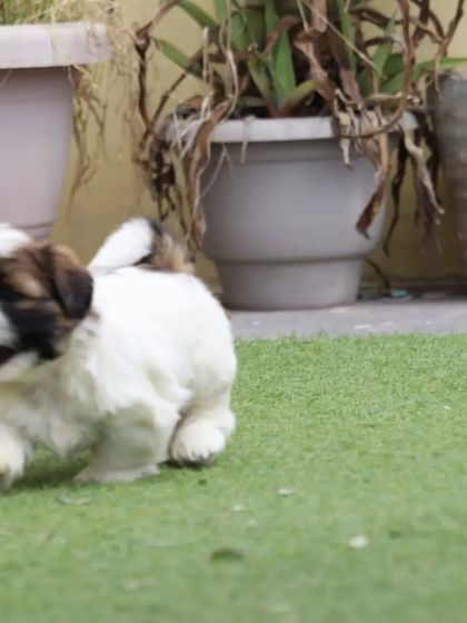 This side-profile shot captures the happy and energetic movement of our Shih Tzu puppy. He is a healthy, well-built pup with a joyful personality.