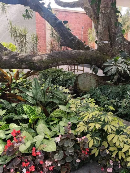 A lush courtyard garden built around the base of a large, mature tree. The dense planting of various foliage creates a cool, green oasis, demonstrating how we can integrate existing natural features into our designs.