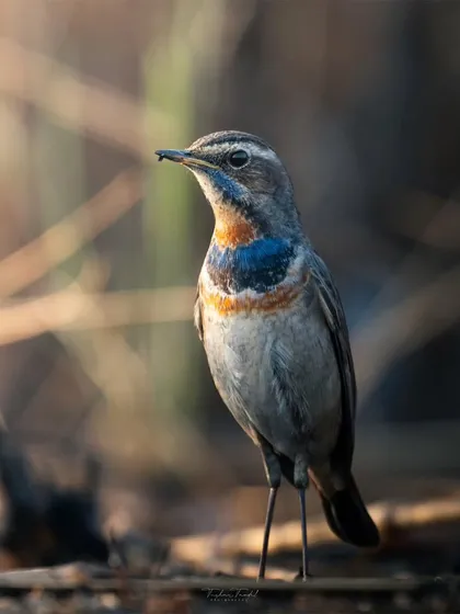 A Bluethroat with a tiny insect in its beak, a successful moment of foraging captured in detail.