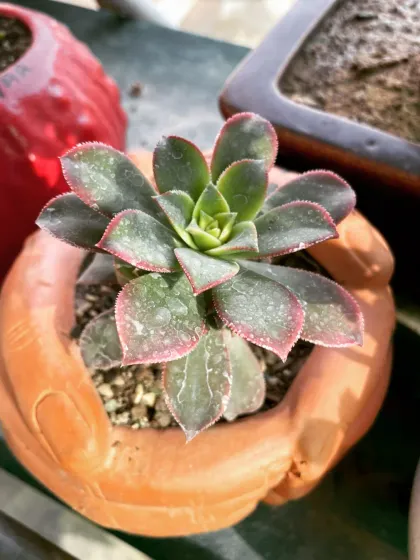 A plant is a piece of art, and it deserves a beautiful home. Here is a lovely succulent nestled in a handcrafted terracotta planter, showing how the right pot can turn a simple plant into a statement piece for your desk or corner table.
