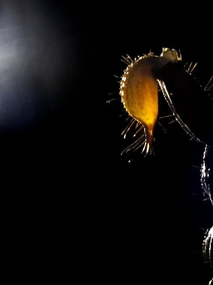 A creative, rim-lit silhouette of a scorpion's tail, highlighting its shape and texture against the darkness.