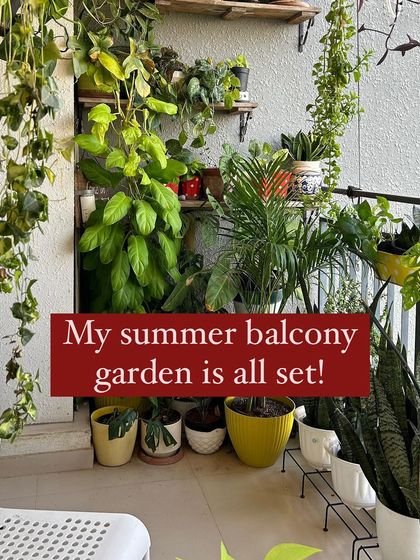Sushmita - Home Styling & Decoration My Green Sanctuaries: Balcony & Indoor Plants photo 31