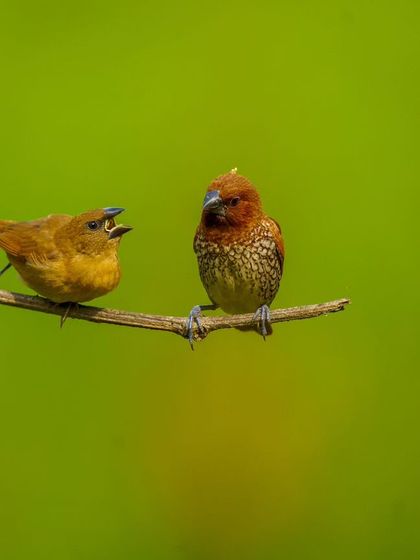 A juvenile Scaly-breasted Munia appears to be chirping at an adult. This image captures a moment of interaction, telling a small story.