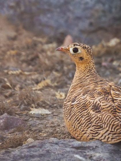 A female Painted Sandgrouse, identifiable by its intricate barring pattern, resting on the rocky ground of Millennium City.