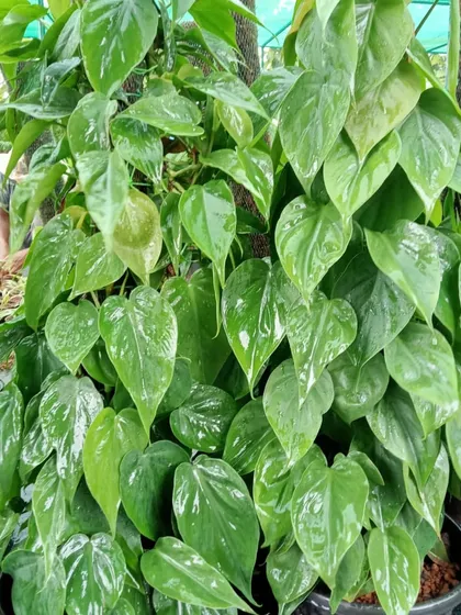 A batch of lush Philodendron oxycardium plants being prepared for delivery to a new office. Their heart-shaped leaves and vining nature make them an excellent choice for adding cascading greenery to shelves and partitions.