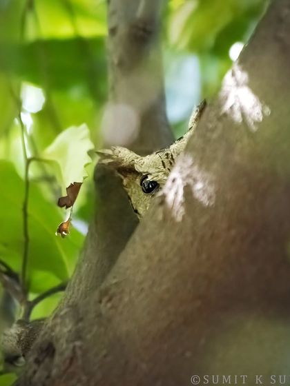 Peek-a-boo with an Indian Scops Owl. Its eye, peeking through a gap in the tree, shows just how secretive and elusive these small owls can be.