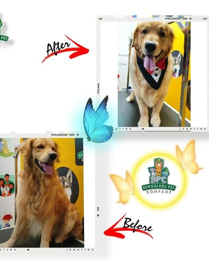 Bengaluru Pet Company - Pet Grooming The Glow-Up: Before & After Transformations photo 18