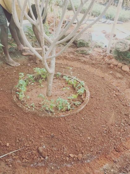 The next step involves preparing the soil and defining the edge of the planting bed. This foundational work is essential for ensuring the health of the new plants that will surround the tree.