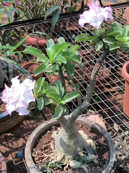 Bonsai: The Art of Miniature Trees photo 11