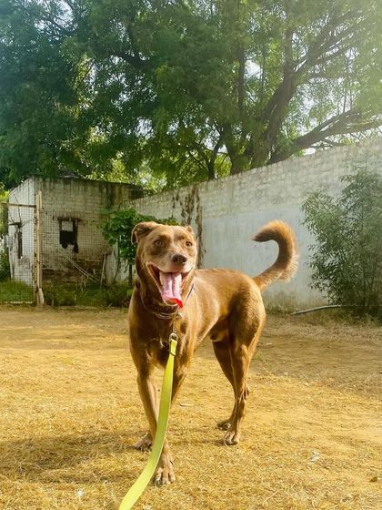 Pluto is back for boarding! He first came to us as a young pup for obedience training, and now at 5 years old, he's a returning client. We love seeing our dogs grow up and are thankful for the long-term trust of their families.