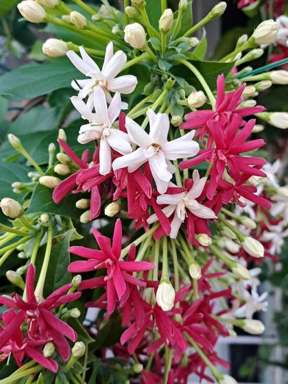 The Rangoon Creeper is a fragrant and beautiful vine that has dual-colored flowers on the same branch. It's a perfect "beautiful friend forever" to add to your garden.
