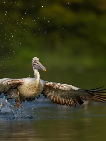 A Spot-billed Pelican skims the water's surface as it comes in for a landing, creating a beautiful splash.