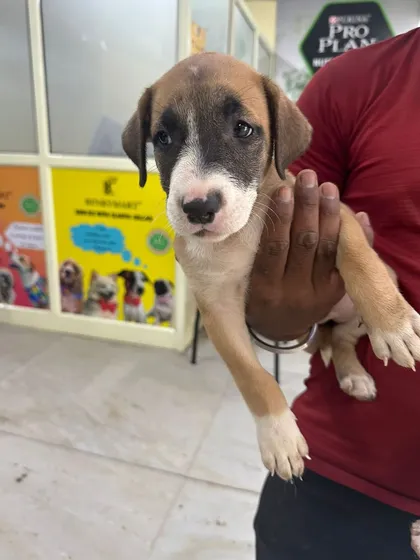 The sweet, soulful eyes of this indie mix puppy are sure to melt your heart. She is healthy, vaccinated, and looking for a safe home in the Delhi area.