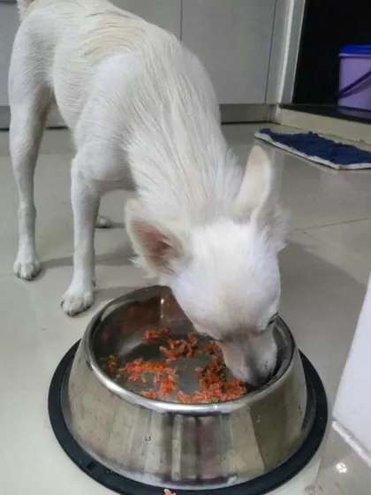 Meet Pixie, a tiny 6-month-old puppy, enjoying her specially prepared meal. I make sure my puppy recipes are nutritious and perfectly portioned for their growing bodies.