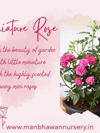 Our Miniature Roses are perfect for adding charm to garden hedges or small pots. These easy-growing mini roses are highly scented and produce an abundance of tiny, beautiful flowers.