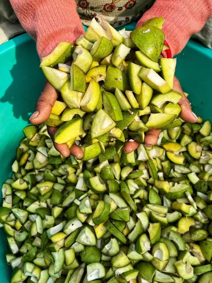 A handful of freshly cut raw mangoes, ready to be turned into our delicious pickle. We believe the best pickles start with the best ingredients.