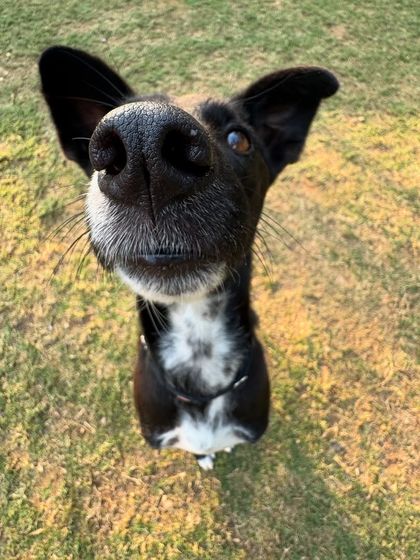Another adorable nose selfie, this time from a sweet black and white Indie.