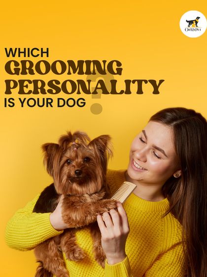 Oh My Pet - Pet Grooming Products Grooming School: Pro Tips & Tricks photo 8