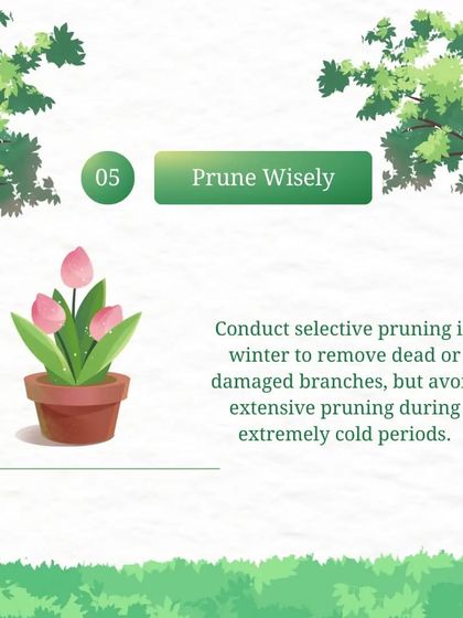 We practice selective pruning in winter to remove dead or damaged branches. However, we avoid extensive pruning during extremely cold periods to prevent stressing the plant.