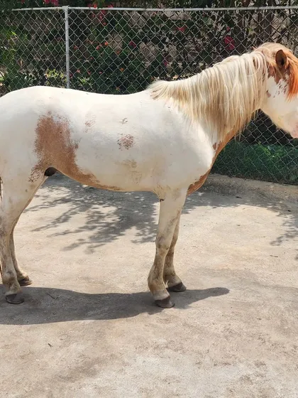 Meet our newest pony. This beautiful paint horse is a favorite among the kids, with a gentle temperament perfect for young, aspiring equestrians.